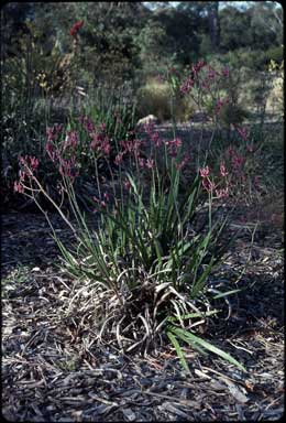 APII jpeg image of Anigozanthos 'Pink Joey'  © contact APII