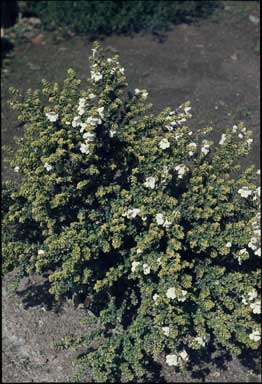 APII jpeg image of Prostanthera cuneata 'Alpine Gold'  © contact APII