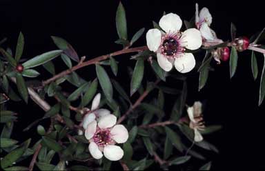 APII jpeg image of Leptospermum scoparium 'Clear View Nana+'  © contact APII