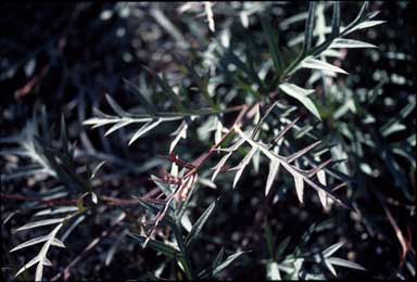 APII jpeg image of Grevillea 'Bronze Rambler'  © contact APII