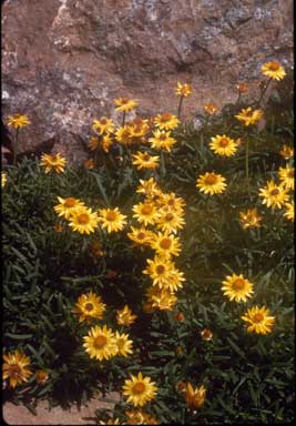 APII jpeg image of Xerochrysum bracteatum 'Diamond Head'  © contact APII