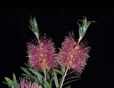 APII jpeg image of Callistemon 'Glasshouse Country'  © contact APII