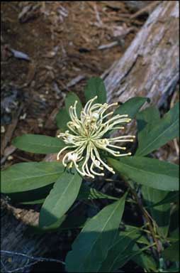 APII jpeg image of Telopea oreades 'Plateau View White'  © contact APII