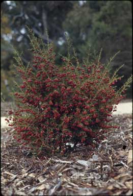 APII jpeg image of Boronia megastigma 'Jack Maguires Red'  © contact APII