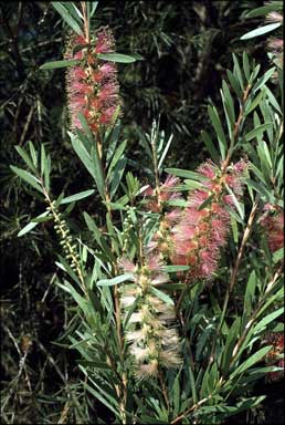 APII jpeg image of Callistemon 'Pink Champagne'  © contact APII