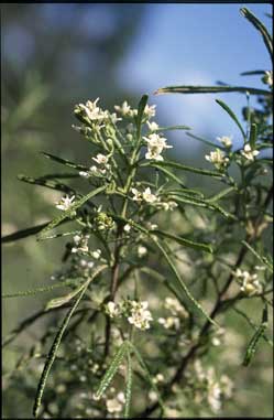 APII jpeg image of Zieria verrucosa  © contact APII