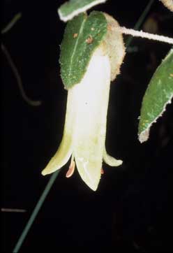 APII jpeg image of Correa reflexa 'Icicle'  © contact APII