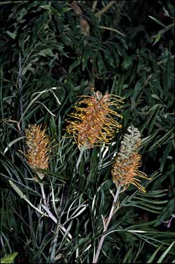 APII jpeg image of Grevillea 'Apricot Blush'  © contact APII