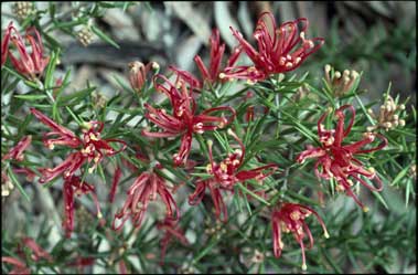 APII jpeg image of Grevillea 'Poorinda Adorning'  © contact APII