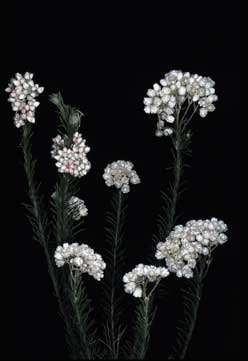 APII jpeg image of Ozothamnus 'Adelaide White'  © contact APII