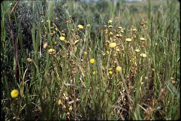 APII jpeg image of Cotula coronopifolia  © contact APII