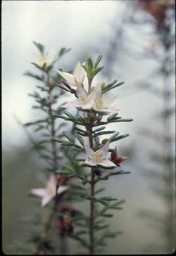 APII jpeg image of Boronia alulata  © contact APII