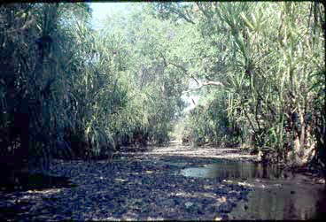 APII jpeg image of Pandanus kimberleyanus  © contact APII