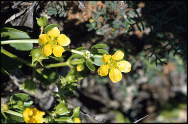 APII jpeg image of Zygophyllum apiculatum  © contact APII