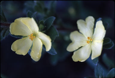 APII jpeg image of Hibbertia sp. nov.  © contact APII