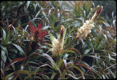 APII jpeg image of Dracophyllum sayeri  © contact APII