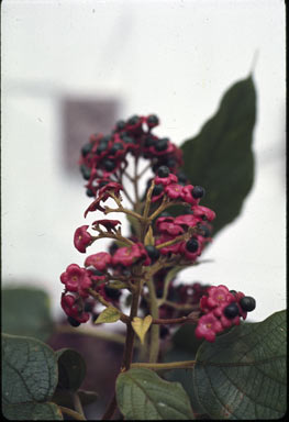 APII jpeg image of Clerodendrum traceyanum  © contact APII