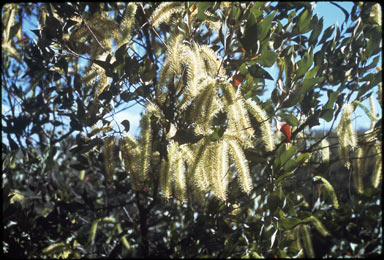 APII jpeg image of Grevillea glauca  © contact APII