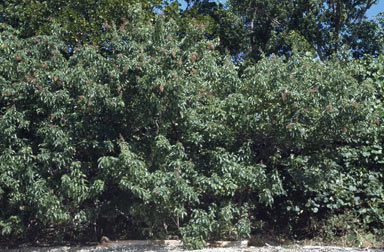 APII jpeg image of Vitex trifolia var. trifolia  © contact APII