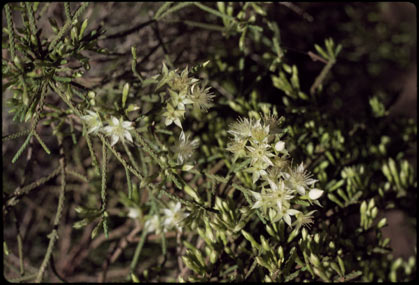 APII jpeg image of Calytrix arborescens  © contact APII