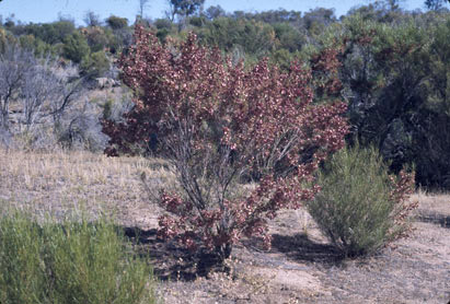 APII jpeg image of Dodonaea attenuata  © contact APII