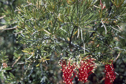 APII jpeg image of Grevillea yorkrakinensis  © contact APII