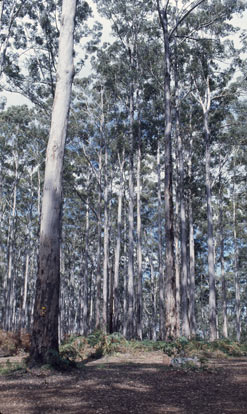 APII jpeg image of Eucalyptus diversicolor  © contact APII