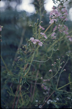 APII jpeg image of Stylidium scandens  © contact APII