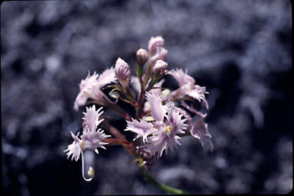 APII jpeg image of Stylidium laciniatum  © contact APII