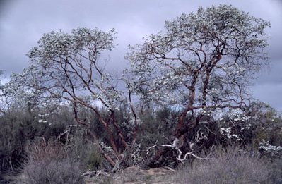 APII jpeg image of Eucalyptus crucis  © contact APII