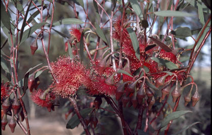 APII jpeg image of Eucalyptus erythronema var. erythronema  © contact APII