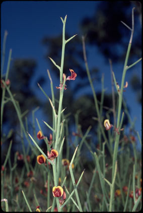 APII jpeg image of Daviesia hakeoides subsp. hakeoides  © contact APII