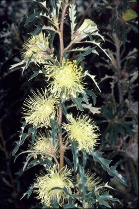 APII jpeg image of Banksia squarrosa subsp. squarrosa  © contact APII