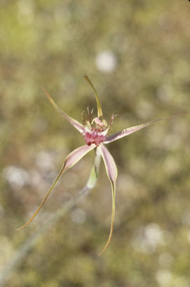 APII jpeg image of Caladenia heberleana  © contact APII