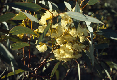 APII jpeg image of Eucalyptus luculenta  © contact APII