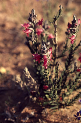 APII jpeg image of Chloanthes coccinea  © contact APII