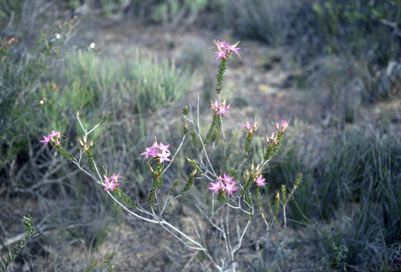 APII jpeg image of Calytrix decandra  © contact APII