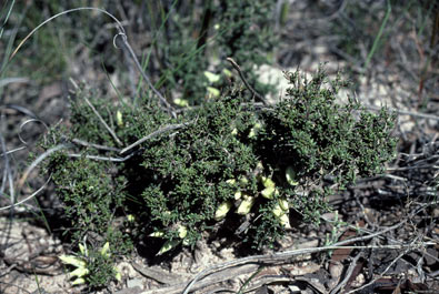 APII jpeg image of Bentleya spinescens  © contact APII