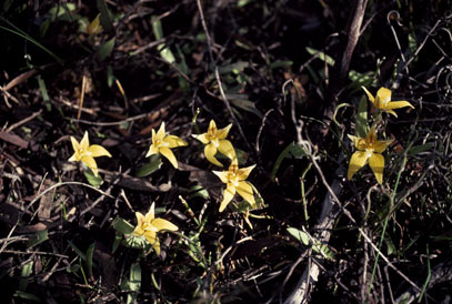 APII jpeg image of Caladenia flava  © contact APII