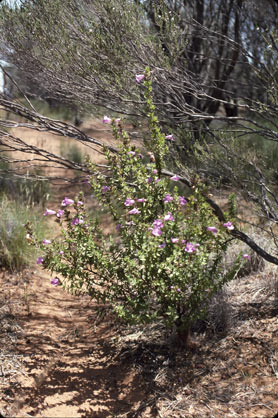 APII jpeg image of Prostanthera eckersleyana  © contact APII