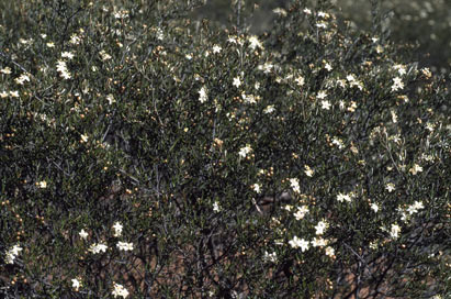 APII jpeg image of Phebalium filifolium  © contact APII