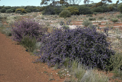 APII jpeg image of Keraudrenia integrifolia  © contact APII