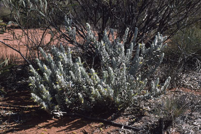 APII jpeg image of Eremophila glabra subsp. elegans  © contact APII