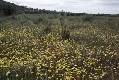 APII jpeg image of Goodenia pinnatifida  © contact APII