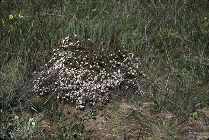 APII jpeg image of Baeckea grandiflora  © contact APII