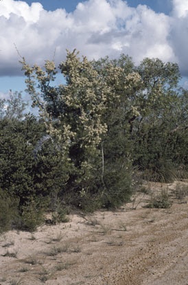 APII jpeg image of Hakea psilorrhyncha  © contact APII