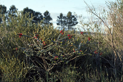 APII jpeg image of Verticordia grandis  © contact APII