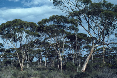 APII jpeg image of Eucalyptus spreta  © contact APII