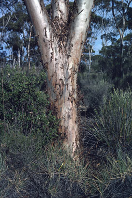 APII jpeg image of Eucalyptus spreta  © contact APII