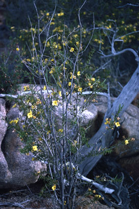 APII jpeg image of Labichea lanceolata subsp. brevifolia  © contact APII